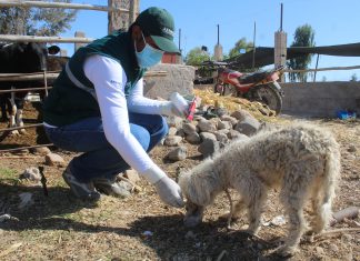 Arequipa: SENASA ejecuta acciones sanitarias para la prevención de Hidatidosis