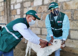 Madre de Dios: Identificación de ganado bovino beneficiará al sector ganadero de la región