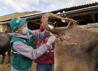 Estrategias sanitarias del SENASA despliegan acciones permanentes para el control de Tuberculosis y Brucelosis bovina en Arequipa