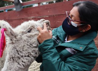 Acciones priorizadas del SENASA protegen la ganadería familiar de la región Junín