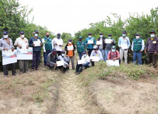 Productores de Insculas potenciaron su producción de limón sutil con Escuelas de Campo