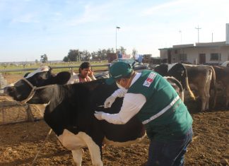 Puno: Campaña de vacunación contra el Carbunco sintomático protege sector ganadero en región altiplánica