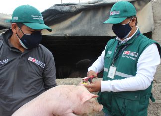 Moquegua: Sistema de identificación de animales de abasto contribuirá con la trazabilidad de los alimentos