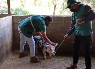 SENASA: Apurímac no registra brotes de Peste porcina en los últimos años