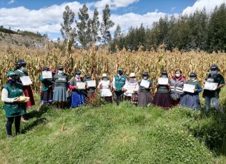 MIDAGRI: SENASA gradúa a más de 600 pequeños productores como expertos en buenas prácticas agrícolas y ganaderas en La Libertad