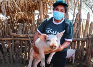 Piura: Mujeres dedicadas a la crianza de cerdos se gradúan en Escuelas de Campo del SENASA