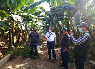 Piura: MIDAGRI y productores reafirman compromiso para evitar la dispersión del Fusarium R4T