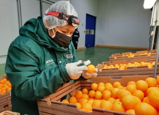 SENASA: Perú se alista para exportar cítricos y arándanos a la India