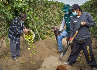 La Libertad: Productores ejecutan labores de control cultural para el control y erradicación de las moscas de la fruta