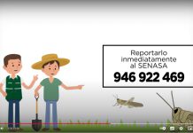 Langosta en el Perú