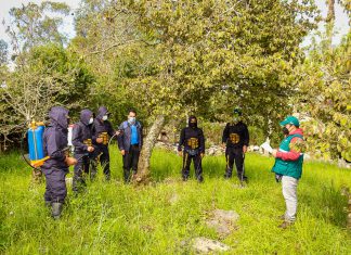 Chota: SENASA y productores se unen para eliminar la mosca de la fruta
