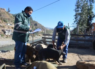 Áncash: SENASA evaluó condición sanitaria de animales en feria ganadera de Challhua