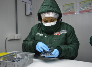 Se proyecta incrementar en un 20% la producción de arándanos en Áncash
