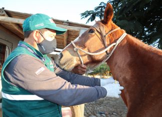 Realizan monitoreo serológico de equinos para descartar presencia de durina en Ica