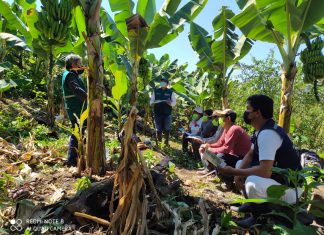VRAEM: Vigilancia fitosanitaria permanente como medida de prevención del Fusarium R4T