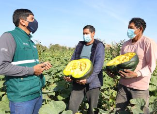 Ica: Productores de zapallo mejoran su cultivo con Escuelas de campo del SENASA