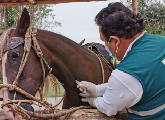 La Libertad: SENASA realiza monitoreo serológico para determinar presencia de durina en equinos