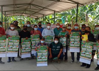 Piura: Nuevo ciclo de Escuelas de Campo reforzará acciones de prevención y control de Foc R4T en beneficio de la agricultura familiar