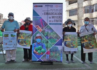 Apurímac: SENASA capacitó a productores de la agricultura familiar para el control integrado de mosca de la fruta