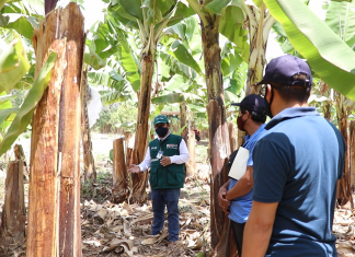 Lambayeque: SENASA despliega vigilancia fitosanitaria permanente en resguardo de cultivos de plátano y banano