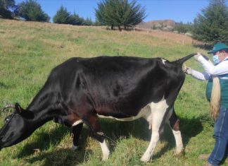 La Libertad: SENASA ejecuta monitoreo de Brucelosis bovina en crianzas no inscritas a control oficial