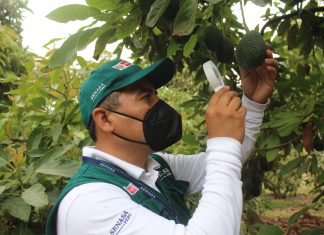 SENASA certificó más 6 mil toneladas de palta producida por la agricultura familiar en Arequipa