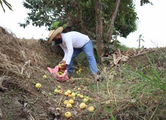 Piura: Intensifican acciones para controlar y erradicar las moscas de la fruta