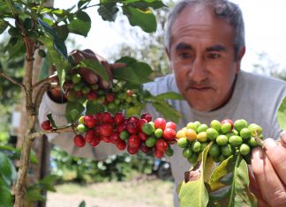 SENASA certificó más de 200 mil kilogramos de café producido en selva central