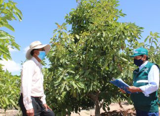 Moquegua: Pequeños productores enviaron más de 630 toneladas de palta hacia Chile