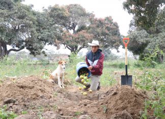 Acciones de control cultural mantendrán una incidencia baja de mosca de la fruta