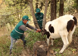 Estrategias sanitarias del SENASA potenciaron ganadería familiar de Lambayeque
