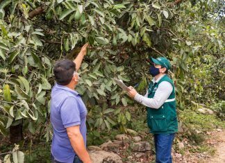 SENASA inició certificación de lugares de producción de palta en Bolivar