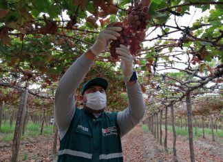 Piura: Productores inician gestiones para la certificación de lugares de producción de uva