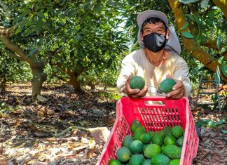 El 88% de unidades productivas que certificaron sus lugares de producción de palta, pertenecen a pequeños productores