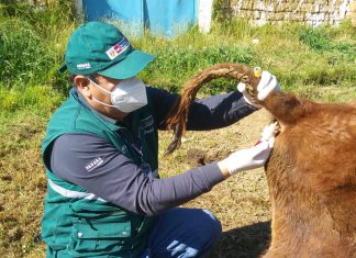 Ucayali: SENASA resguarda sanidad de ganado mediante monitoreo serológico de brucelosis bovina