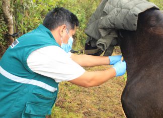 Amazonas: SENASA realiza monitoreo para descarte de durina equina