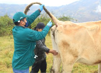 Refuerzan acciones de prevención y control de Brucelosis bovina en Amazonas