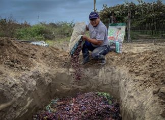 Acciones de control integrado de moscas de la fruta logran reducir en un 81% la incidencia de la plaga en valles costeros de La Libertad