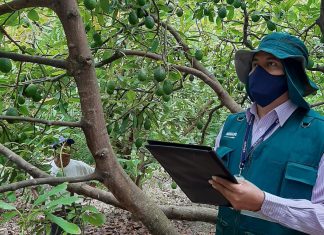 SENASA certificó más de 4700 toneladas de palta producida por la agricultura familiar de Huancavelica