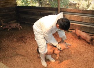 SENASA: Vacunaron a 18 900 cerdos para prevenir la peste porcina clásica en Amazonas