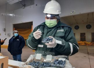 Arándanos producidos en Ica llegan por primera vez al mercado chileno