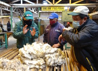 Establecimientos de Junín reciben autorización del SENASA para exportación de fibra de alpaca y lana de ovino