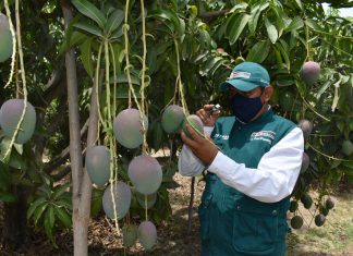 SENASA inicia certificación de lugares de producción de mango en Piura