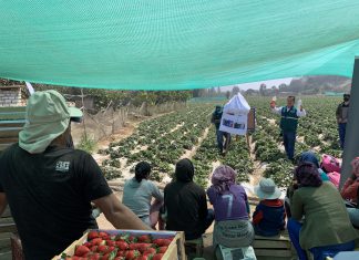 Valle del Chillón: SENASA capacita a productores de fresa para un uso responsable de plaguicidas