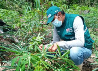Ucayali: SENASA promueve las Buenas Prácticas Agrícolas en la mesa técnica del cultivo de yuca