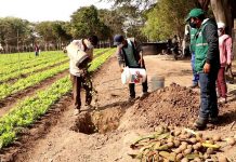 Comités de Sanidad Agraria trabajan con SENASA en el control de la mosca de la fruta