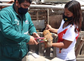 Piura: Sistema de trazabilidad del SENASA controlará enfermedades de importancia económica en el sector pecuario
