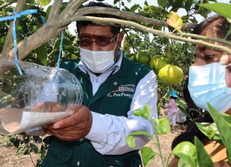 Selva central: Espacios de aprendizaje del SENASA promueven el uso de agentes biológicos en la producción de cultivos