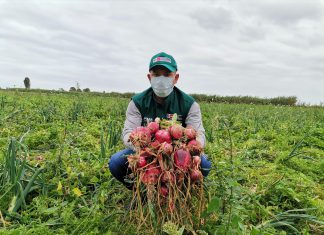 Arequipa: SENASA continúa con plan anual de monitoreo de alimentos agropecuarios