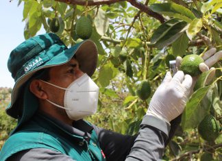 SENASA y autoridades de Moquegua articulan acciones para el control de mosca blanca